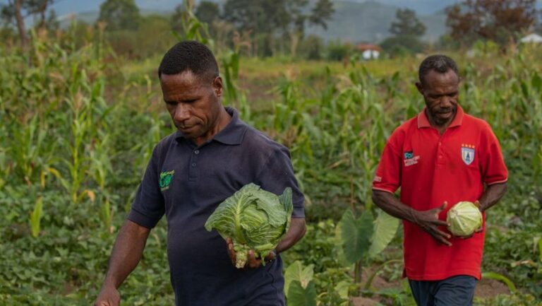 Pemerintah Perkuat Ketahanan Pangan Papua untuk Dorong Kemandirian Wilayah